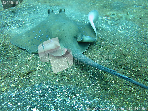 Image of Blue spotted ray swimming  amongst coral reef on the ocean floor