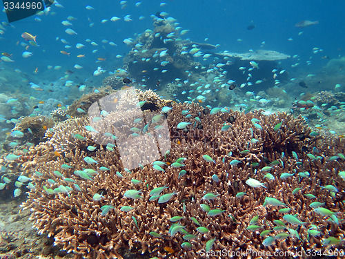 Image of Thriving  coral reef alive with marine life and shoals of fish, 