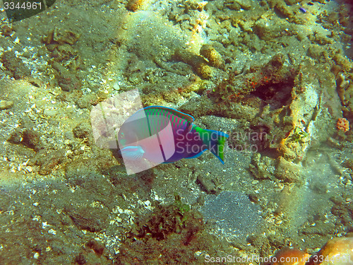 Image of Thriving  coral reef alive with marine life and   fish, Bali.   