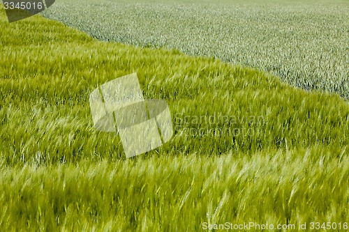 Image of field with cereals  