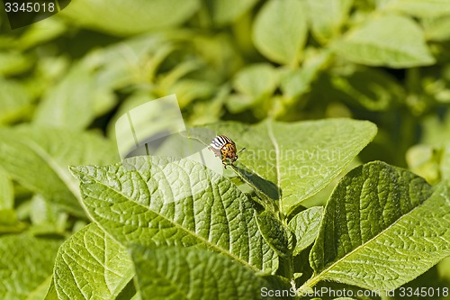 Image of the Colorado beetle  