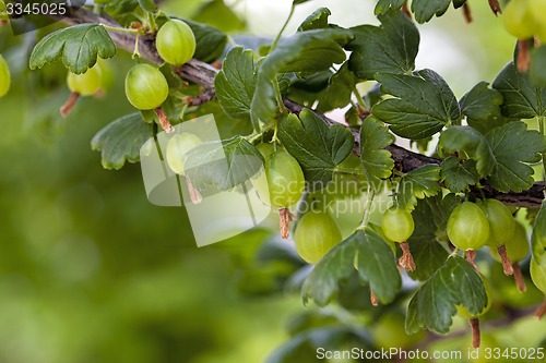 Image of green gooseberry  