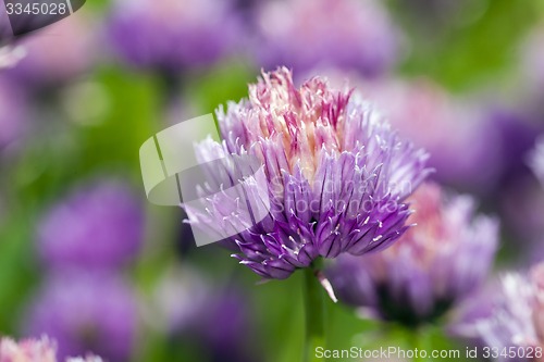 Image of garlic flower  