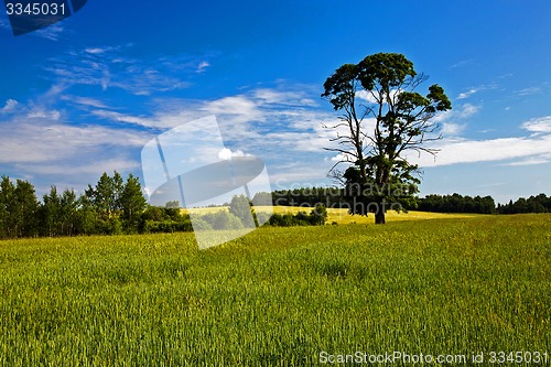 Image of agricultural field 