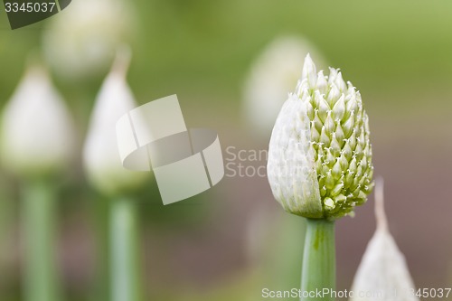 Image of seed  onion 