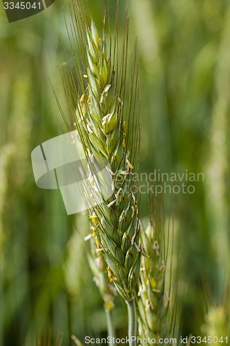 Image of cereals.  close up 