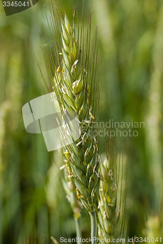 Image of cereals.  close up 