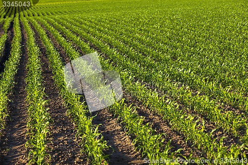 Image of green corn  