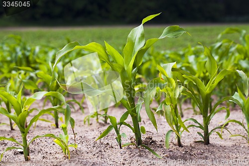 Image of corn field  