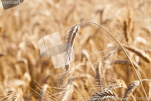 Image of the ripened cereals  