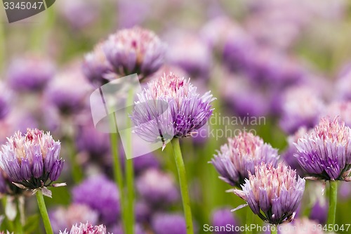 Image of garlic flower  