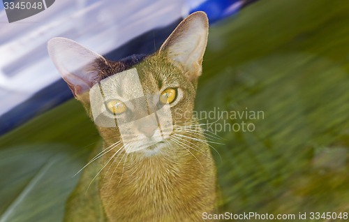 Image of Abyssinian cat  