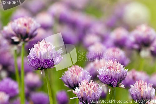 Image of garlic flower 