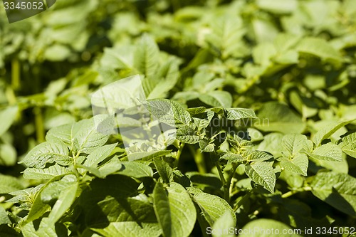 Image of leaf of potatoes  