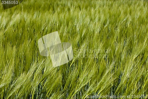 Image of green barley  