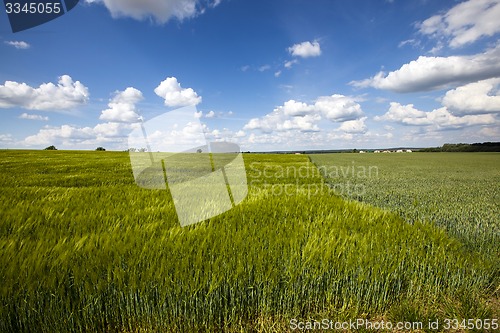 Image of field with cereals  