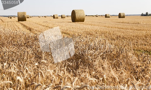 Image of agricultural field  