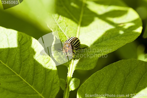 Image of the Colorado beetle 