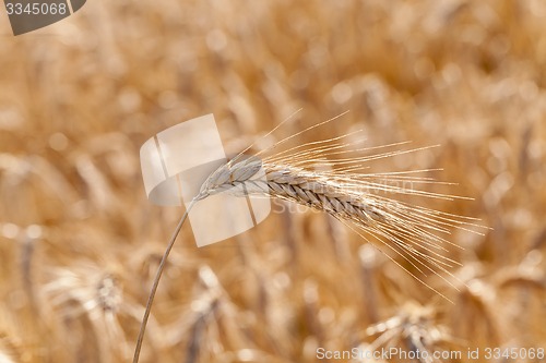 Image of the ripened cereals 