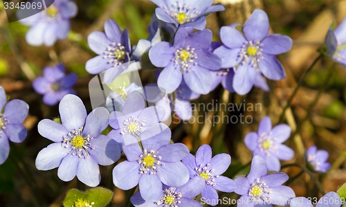 Image of spring flowers  