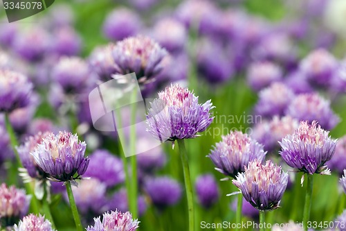 Image of garlic flower  