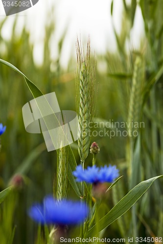 Image of green wheat   