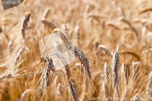 Image of the ripened cereals  