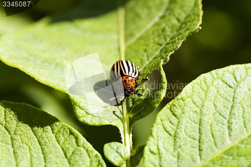 Image of the Colorado beetle 