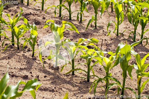 Image of young corn  