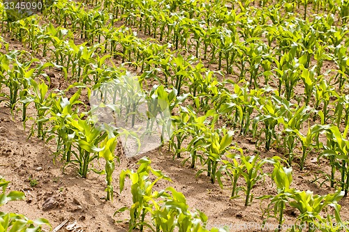 Image of corn field  