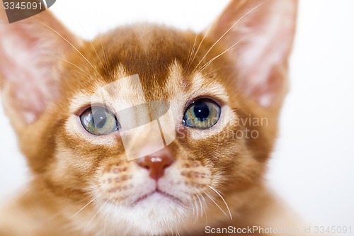 Image of Abyssinian kitten   