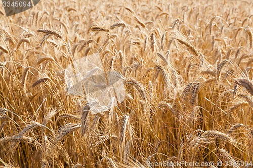 Image of the ripened cereals  