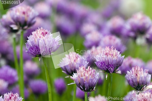 Image of garlic flower  