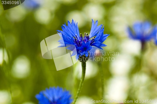 Image of cornflowers