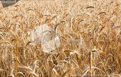 Image of the ripened cereals  