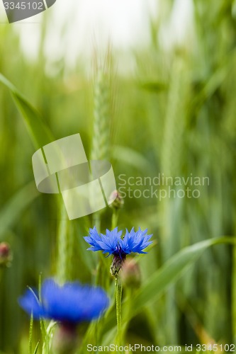 Image of cornflowers 