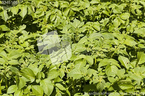 Image of leaf of potatoes  
