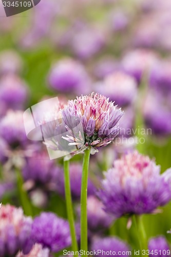 Image of garlic flower  