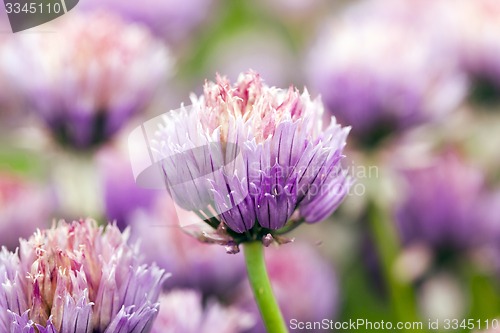 Image of garlic flower  