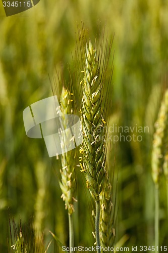 Image of cereals  