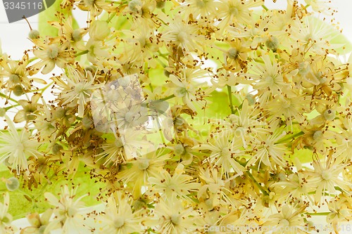 Image of linden flowers  
