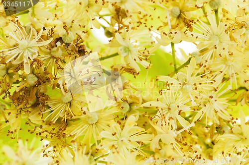 Image of linden flowers 