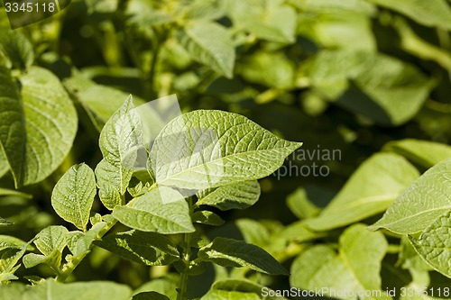Image of leaf of potatoes  