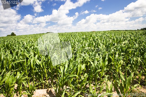 Image of corn field 