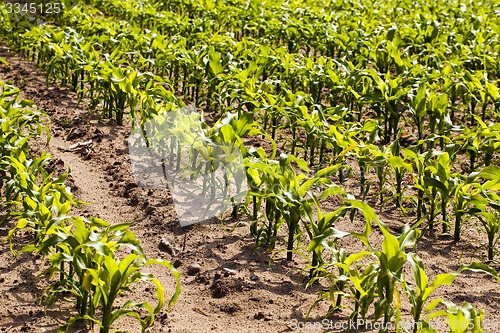 Image of young corn 