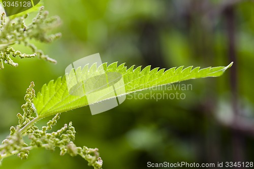 Image of nettle plant  