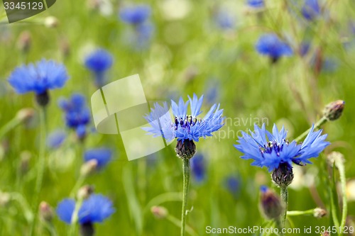 Image of blue cornflower  