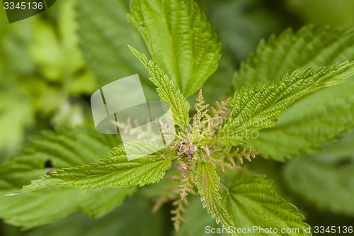 Image of nettle plant  