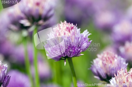 Image of garlic flower  