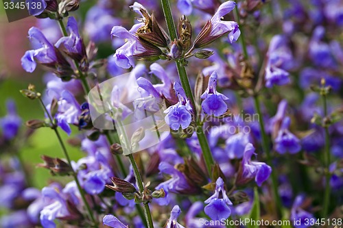 Image of plant  
